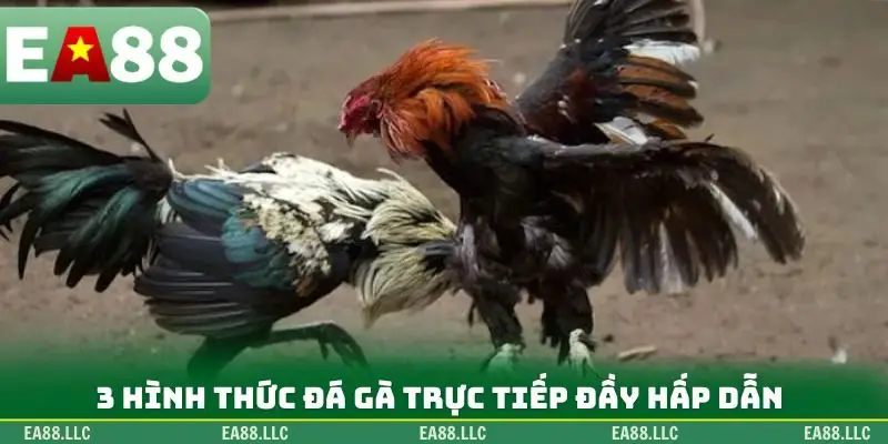 3 hình thức đá gà trực tiếp đầy hấp dẫn